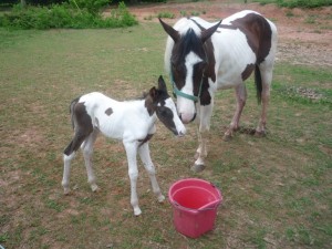Real Estate Horse Farm New Baby